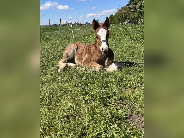 Black Forest Horse Gelding 1 year Chestnut-Red in Reichelsheim