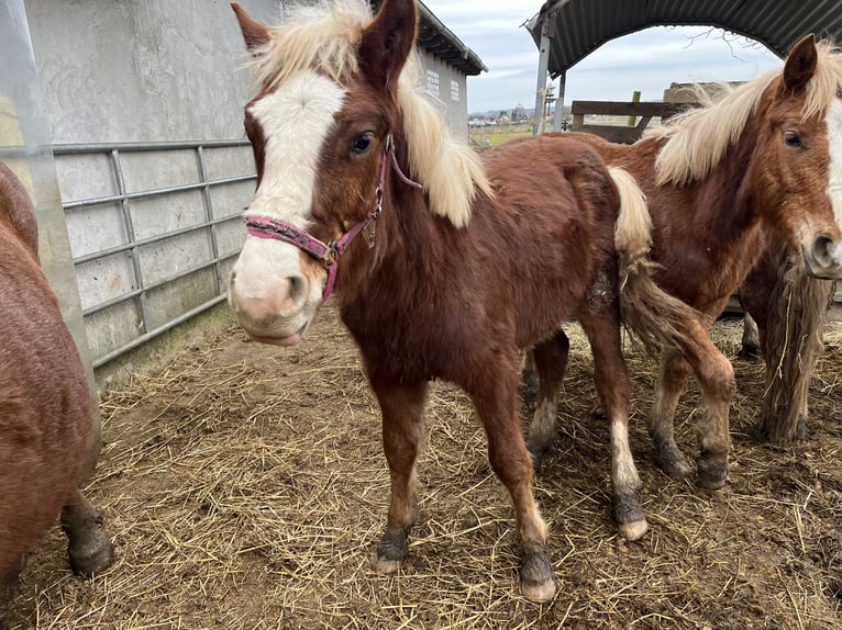 Black Forest Horse Gelding 1 year Chestnut-Red in Reichelsheim
