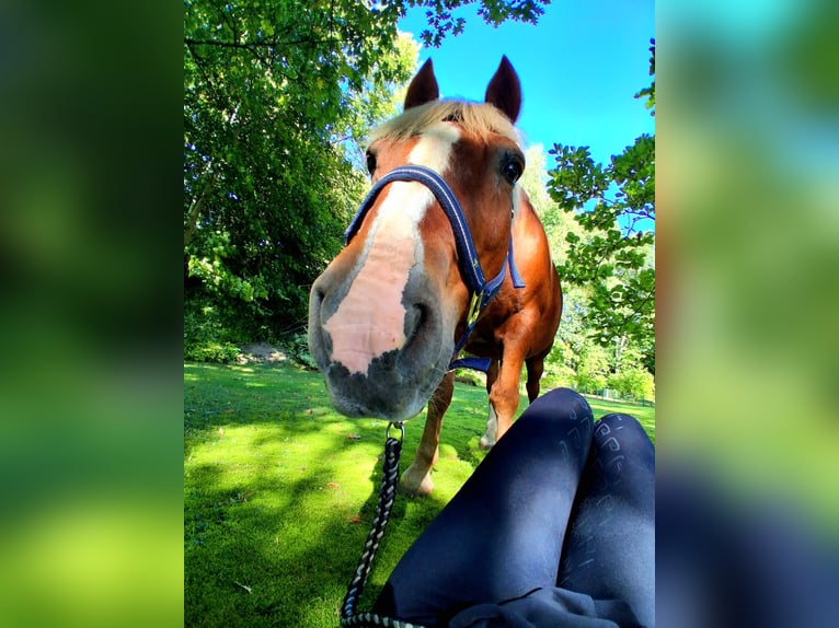 Black Forest Horse Gelding 21 years 13.2 hh Chestnut in Wildenfels Wiesenburg