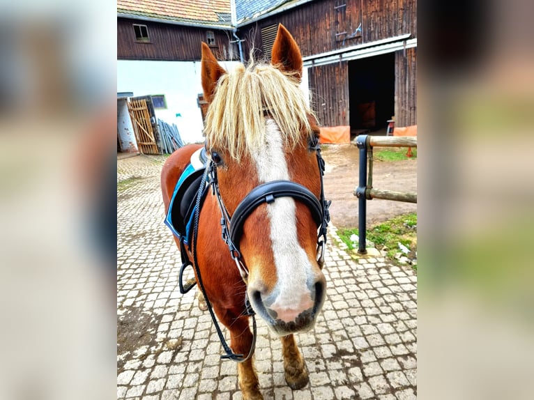 Black Forest Horse Gelding 21 years 13.2 hh Chestnut in Wildenfels Wiesenburg