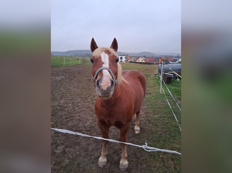 Black Forest Horse Gelding 21 years 13.2 hh Chestnut in Wildenfels Wiesenburg