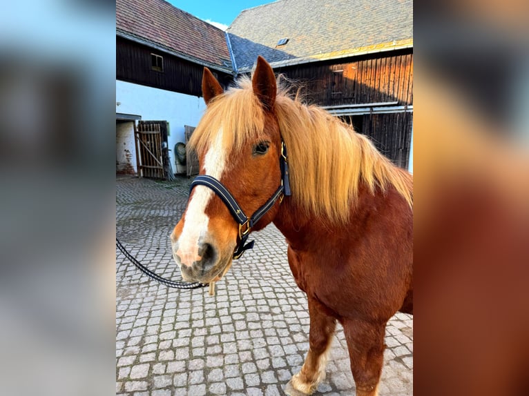 Black Forest Horse Gelding 21 years 13.2 hh Chestnut in Wildenfels Wiesenburg