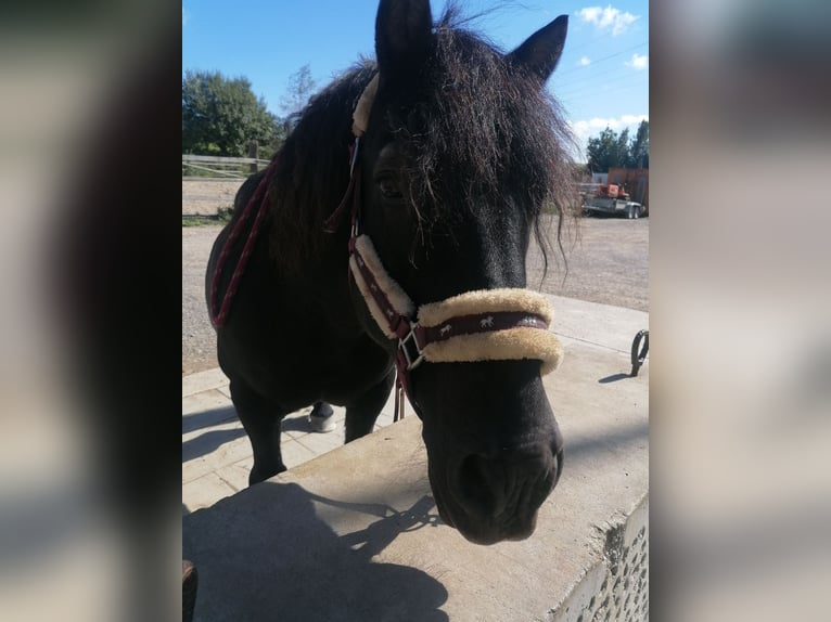 Black Forest Horse Mix Gelding 21 years 13 hh Smoky-Black in Dietmannsried