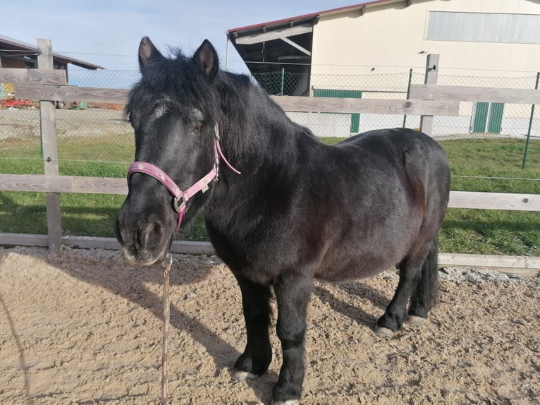 Black Forest Horse Mix Gelding 21 years 13 hh Smoky-Black in Dietmannsried