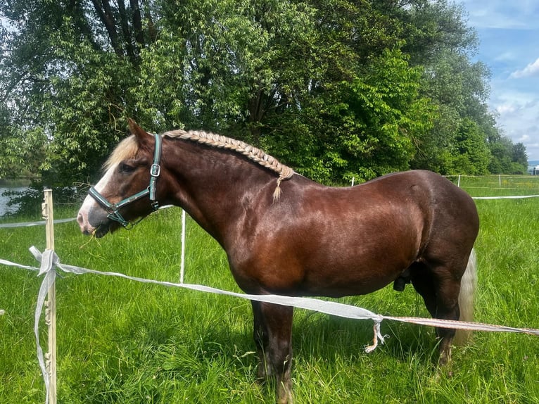 Black Forest Horse Gelding 23 years 14.2 hh Chestnut in Clausthal-Zellerfeldc