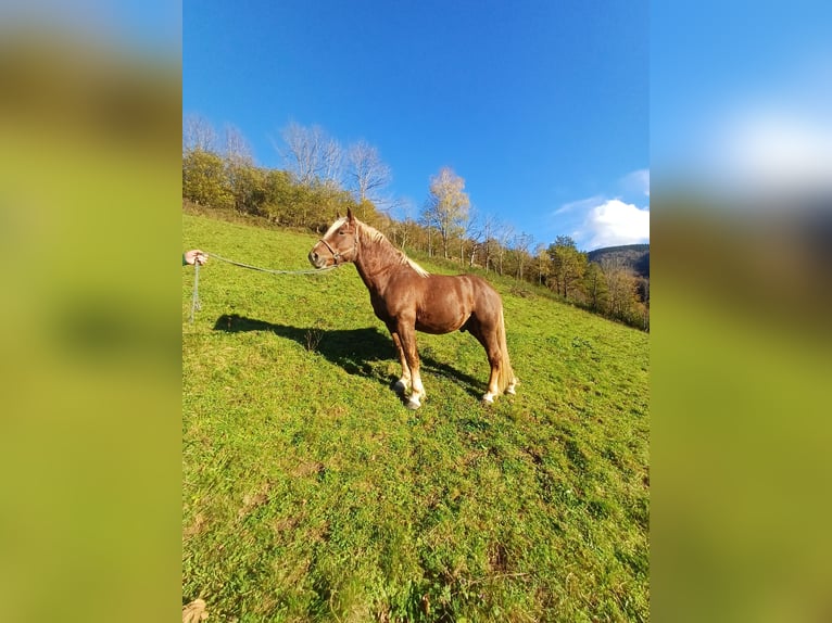 Black Forest Horse Gelding 3 years 14,2 hh Chestnut in Schuttertal