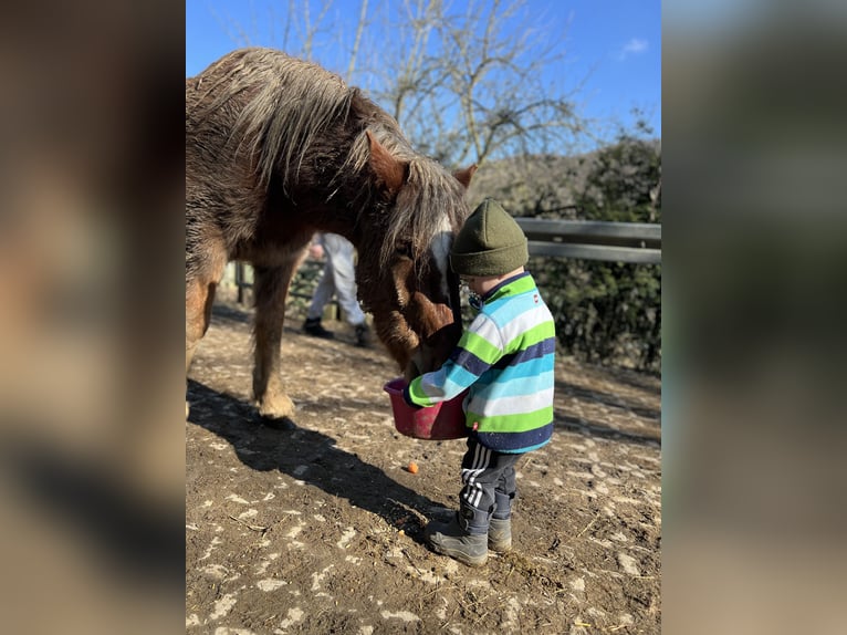 Black Forest Horse Mix Gelding 3 years 14 hh Chestnut in Bad Ems