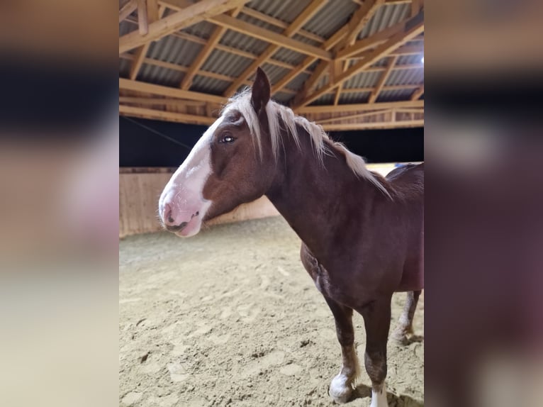 Black Forest Horse Gelding 3 years 14,2 hh Chestnut in Zimmern ob Rottweil