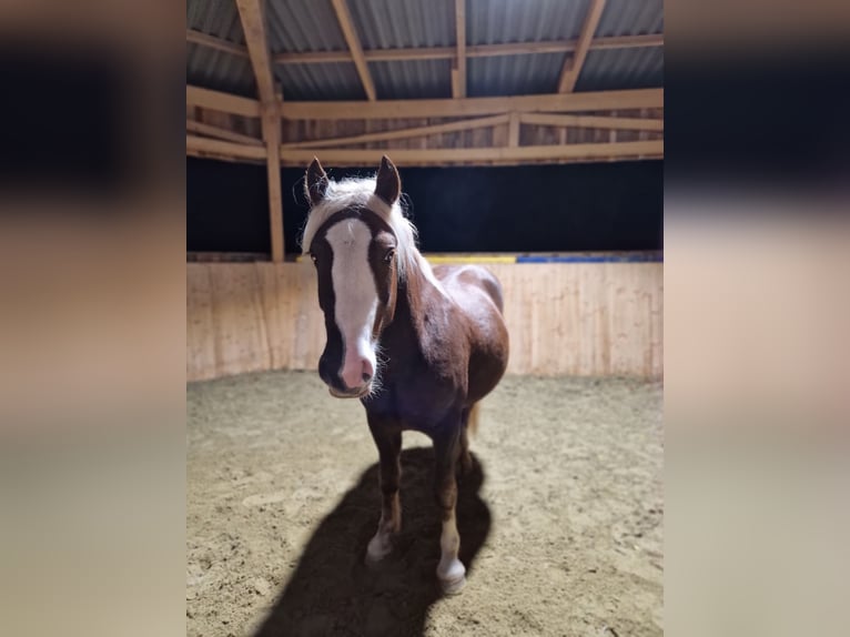 Black Forest Horse Gelding 3 years 14,2 hh Chestnut in Zimmern ob Rottweil