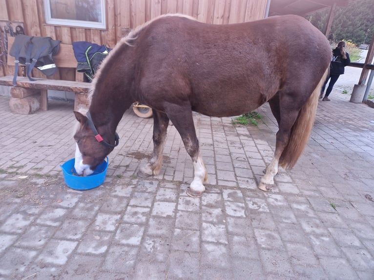 Black Forest Horse Gelding 3 years 14,2 hh Chestnut in Zimmern ob Rottweil