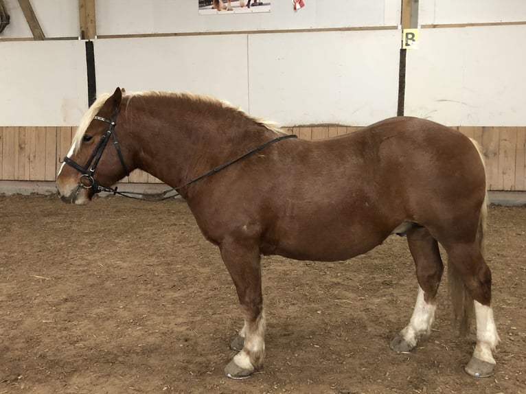 Black Forest Horse Mix Gelding 3 years 14,2 hh Chestnut-Red in Auenwald