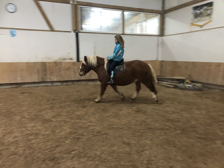 Black Forest Horse Mix Gelding 3 years 14,2 hh Chestnut-Red in Auenwald