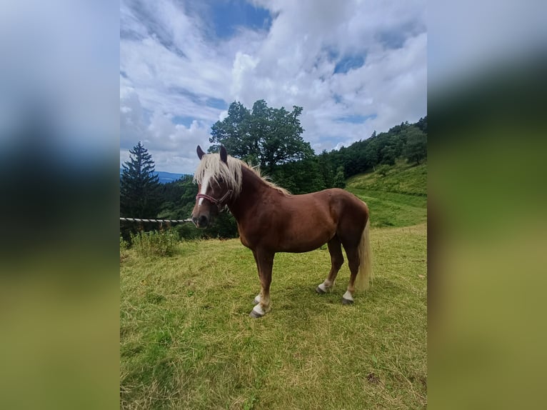 Black Forest Horse Gelding 3 years 14,3 hh Chestnut-Red in Schuttertal Black Forest Horse Gelding 3 years 14,3 hh Chestnut-Red in Schuttertal