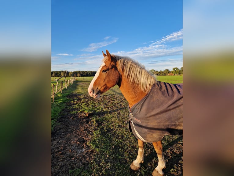 Black Forest Horse Gelding 3 years 15,1 hh Chestnut-Red in Ruurlo