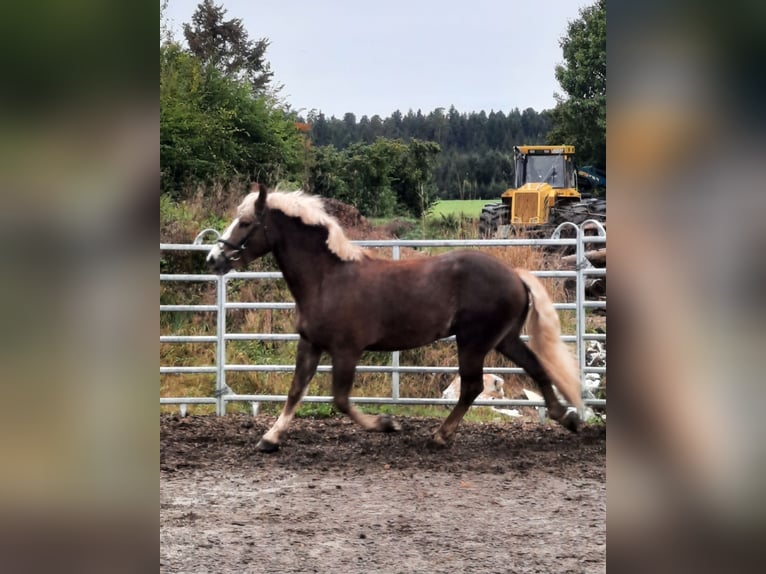 Black Forest Horse Gelding 3 years 15,1 hh Chestnut-Red in Villingen-Schwenningen