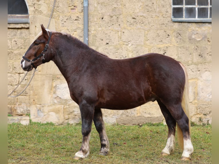 Black Forest Horse Gelding 3 years Chestnut in Gomadingen