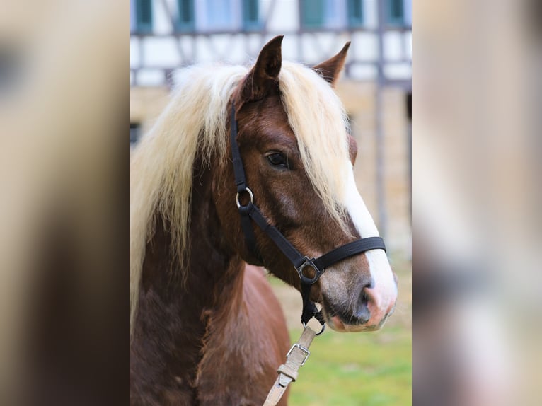 Black Forest Horse Gelding 3 years Chestnut in Gomadingen