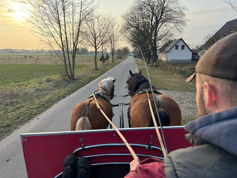 Black Forest Horse Gelding 4 years 14.2 hh  in Steinhöfel