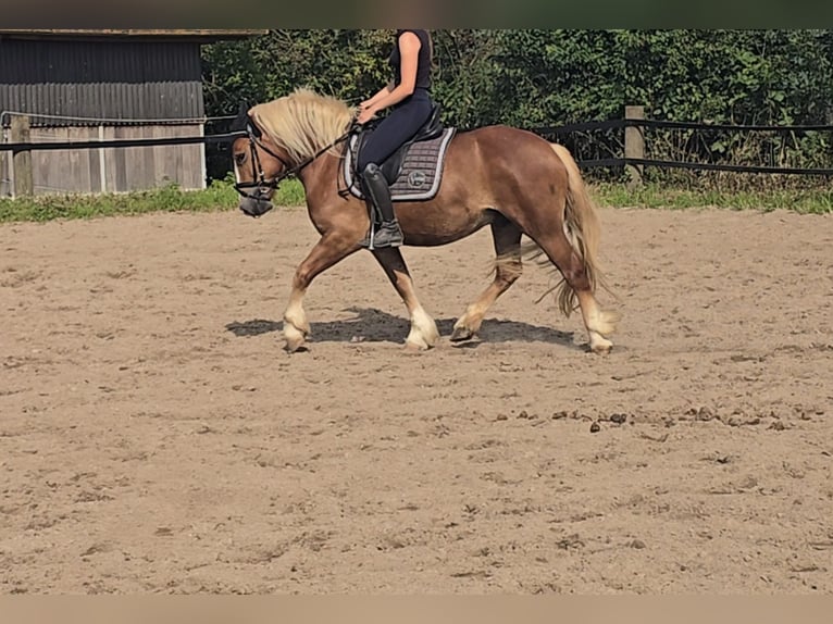 Black Forest Horse Gelding 4 years 14,2 hh Chestnut-Red in Mülheim an der Ruhr