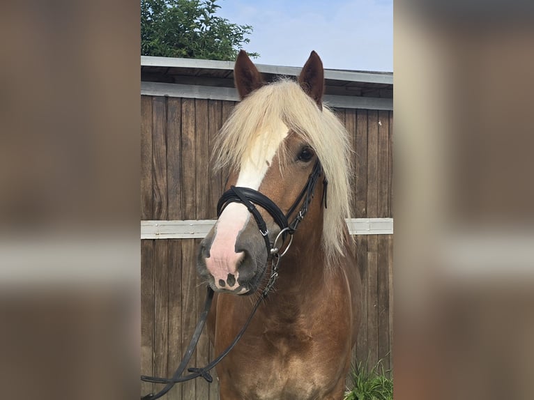 Black Forest Horse Gelding 4 years 14,2 hh Chestnut-Red in Mülheim an der Ruhr