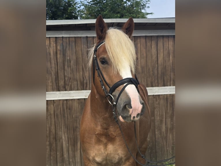 Black Forest Horse Gelding 4 years 14,2 hh Chestnut-Red in Mülheim an der Ruhr