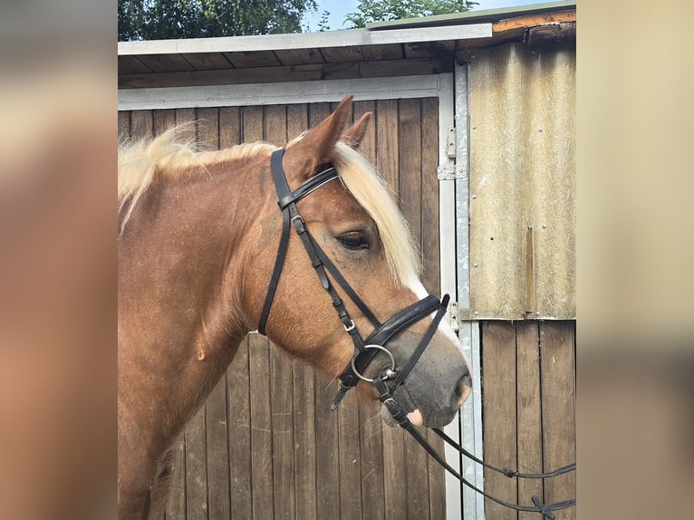 Black Forest Horse Gelding 4 years 14,2 hh Chestnut-Red in Mülheim an der Ruhr