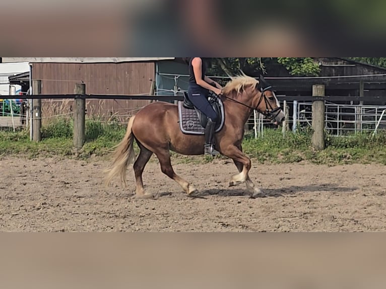 Black Forest Horse Gelding 4 years 14,2 hh Chestnut-Red in Mülheim an der Ruhr