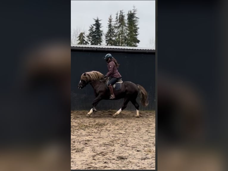 Black Forest Horse Gelding 4 years 14 hh Chestnut in Fincken