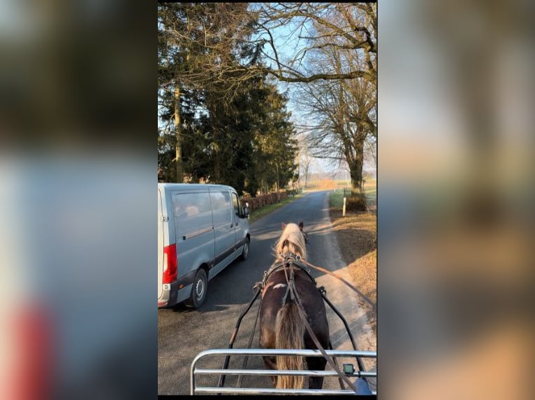 Black Forest Horse Gelding 4 years 14 hh Chestnut in Fincken