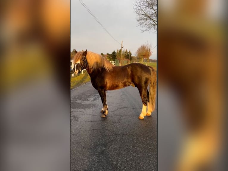 Black Forest Horse Gelding 4 years 14 hh Chestnut in Fincken