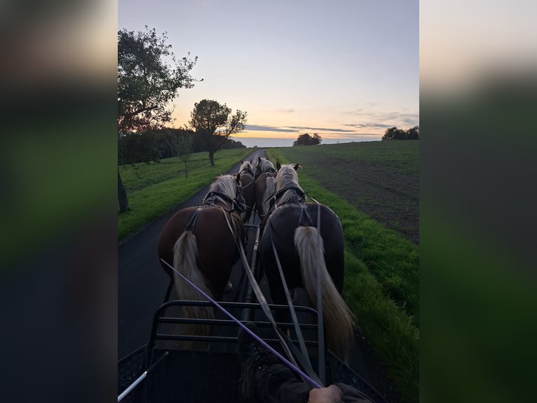 Black Forest Horse Mix Gelding 4 years 14,1 hh Chestnut-Red in Auenwald