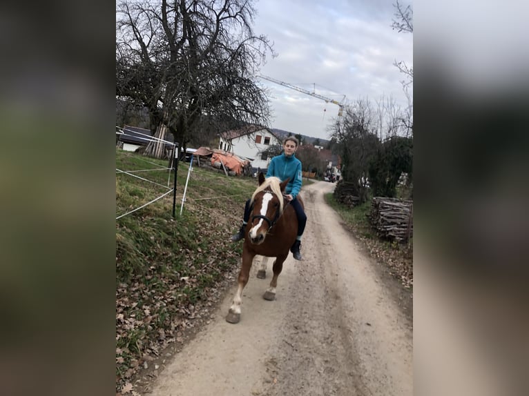 Black Forest Horse Mix Gelding 4 years 14,1 hh Chestnut-Red in Auenwald