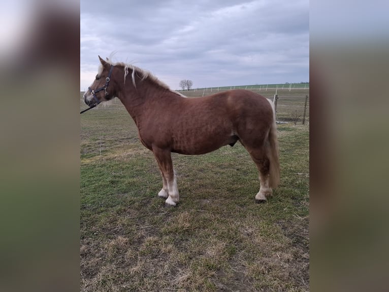Black Forest Horse Gelding 4 years 14,2 hh  in Steinhöfel