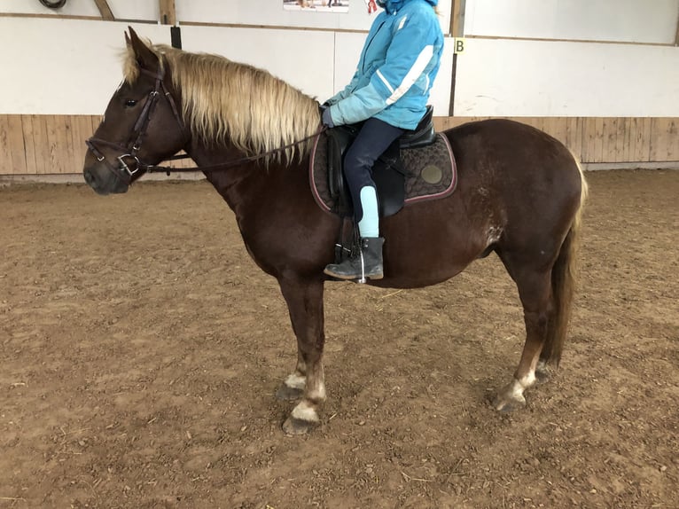 Black Forest Horse Gelding 4 years 14,2 hh Chestnut in Auenwald