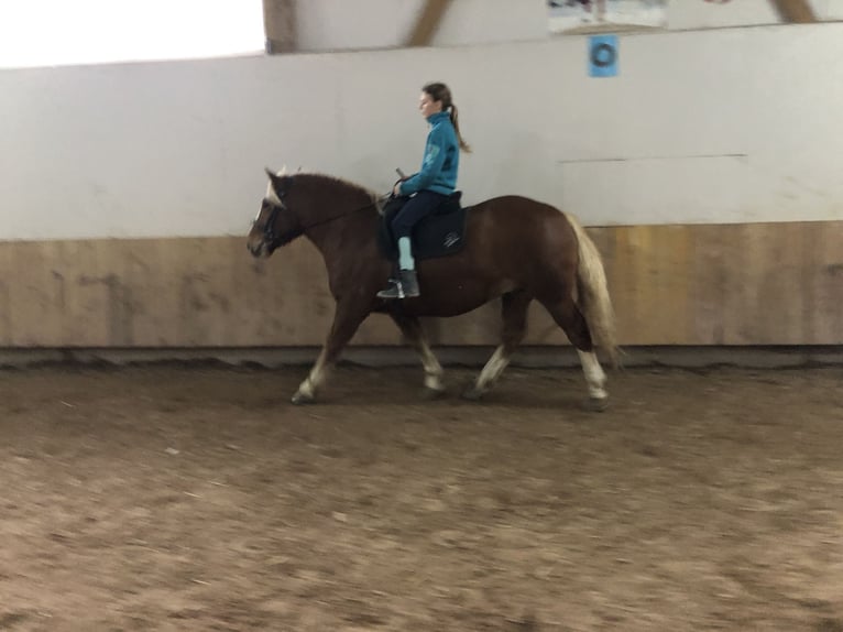 Black Forest Horse Mix Gelding 4 years 14,2 hh Chestnut-Red in Auenwald