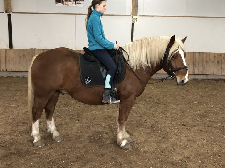 Black Forest Horse Mix Gelding 4 years 14,2 hh Chestnut-Red in Auenwald