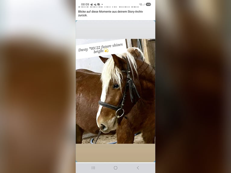 Black Forest Horse Mix Gelding 4 years 14,2 hh Chestnut-Red in Auenwald