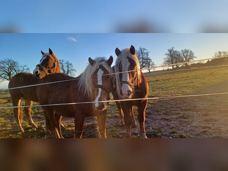 Black Forest Horse Mix Gelding 4 years 14,2 hh Chestnut-Red in Auenwald