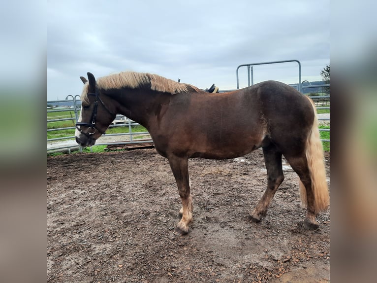 Black Forest Horse Gelding 4 years 15,1 hh Chestnut-Red in Villingen-Schwenningen