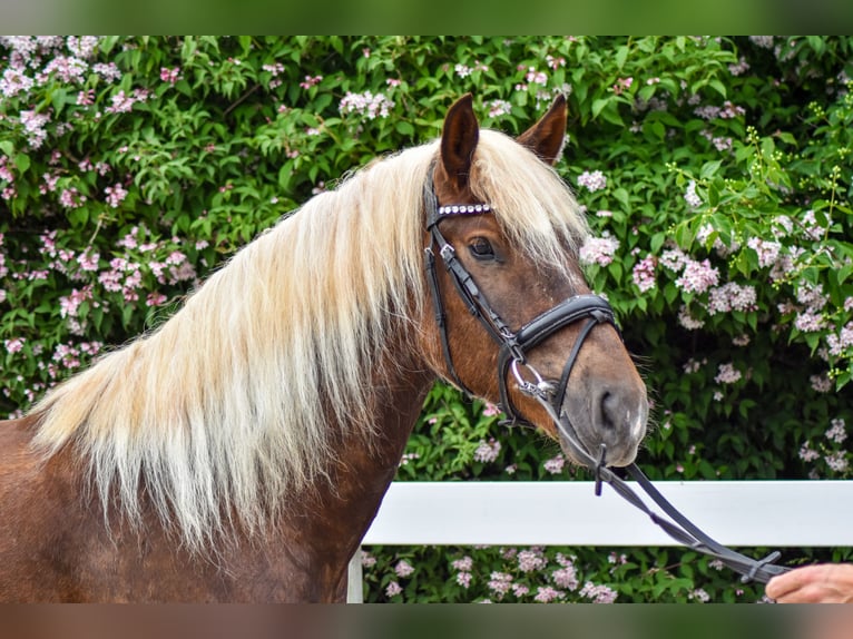 Black Forest Horse Gelding 4 years 15 hh Chestnut in Seebad Bansin