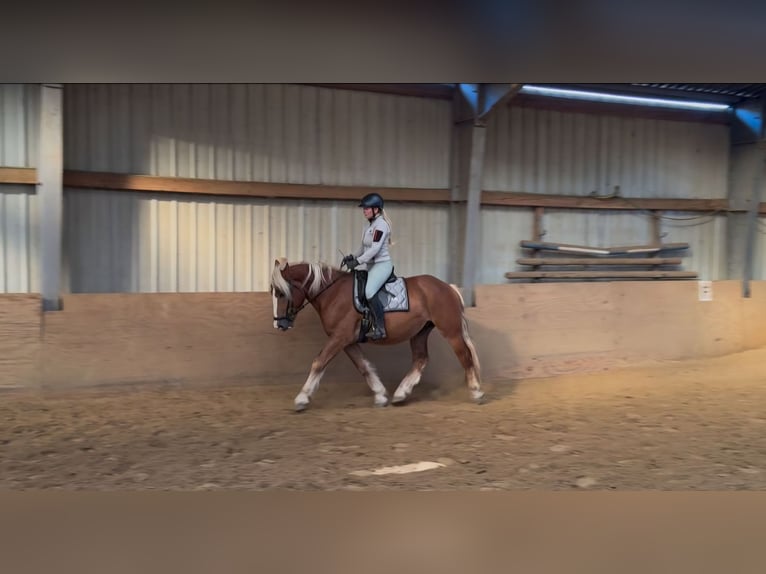 Black Forest Horse Mix Gelding 4 years 15,1 hh Chestnut-Red in M&#xFC;lheim an der Ruhr
