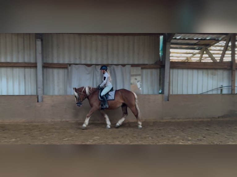 Black Forest Horse Mix Gelding 4 years 15,1 hh Chestnut-Red in M&#xFC;lheim an der Ruhr