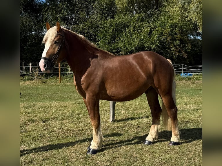 Black Forest Horse Mix Gelding 4 years 15,1 hh Chestnut-Red in M&#xFC;lheim an der Ruhr