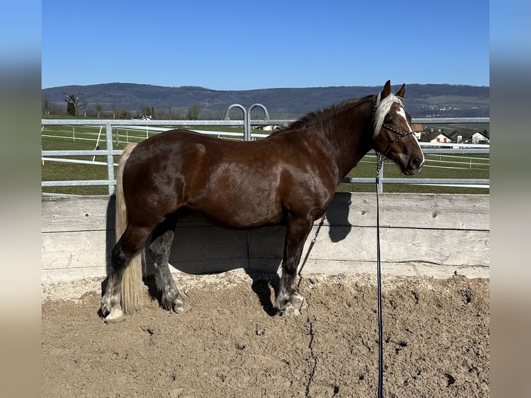 Black Forest Horse Gelding 5 years 14,3 hh Chestnut-Red in Laufen