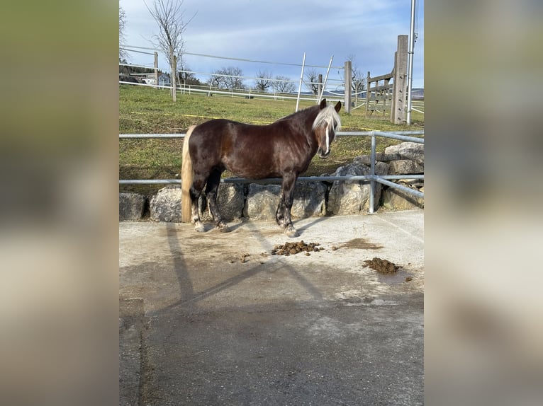 Black Forest Horse Gelding 5 years 14,3 hh Chestnut-Red in Laufen