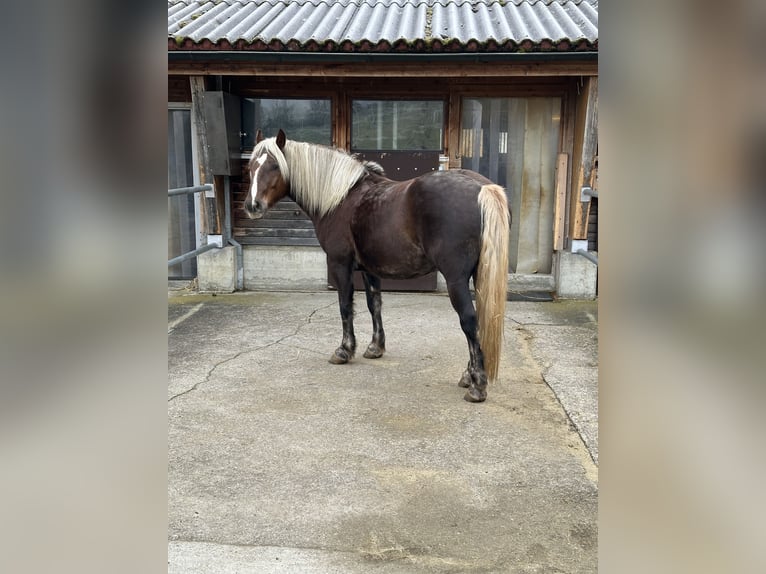 Black Forest Horse Gelding 5 years 14,3 hh Chestnut-Red in Laufen