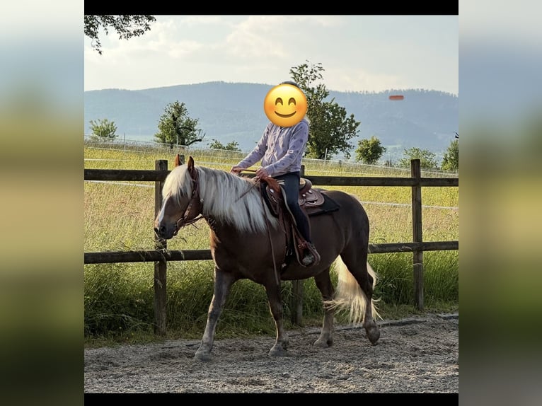 Black Forest Horse Gelding 5 years 14,3 hh Chestnut-Red in Laufen