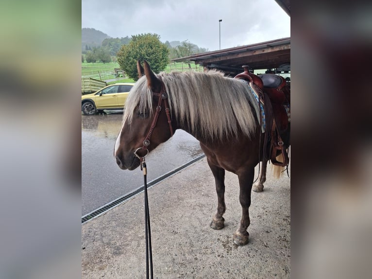 Black Forest Horse Gelding 5 years 14,3 hh Chestnut-Red in Laufen