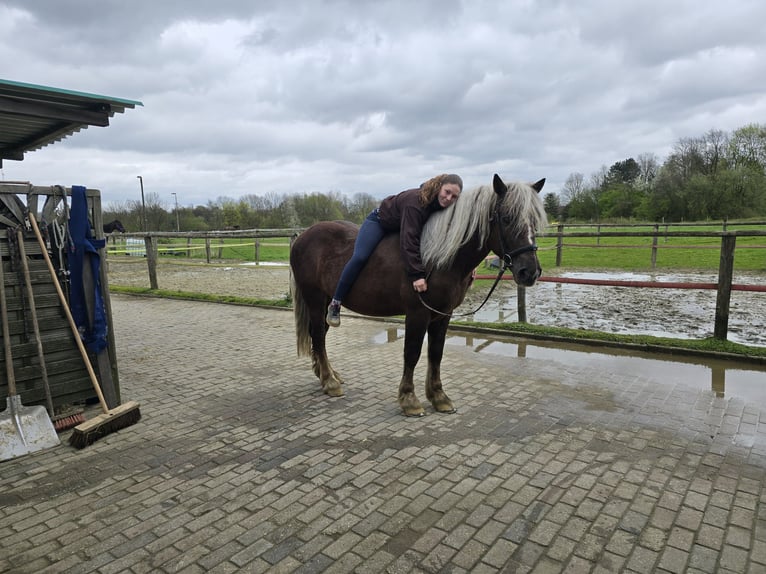 Black Forest Horse Gelding 5 years 15,1 hh Bay-Dark in Mülheim an der Ruhr