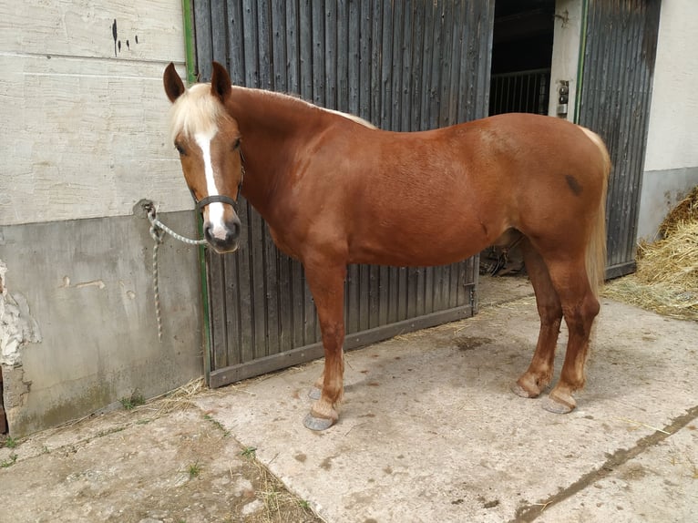 Black Forest Horse Gelding 5 years 15,1 hh Chestnut in Merzig